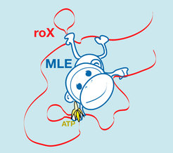 <p>The protein MLE grabs the RNA strand like a monkey grabs a liana. One site serves as a simple anchor (feet), while the other is able to mould the strand. This consumes energy (banana). The moulded RNA allows other proteins to bind and thus to activate the X chromosome in male flies.</p>