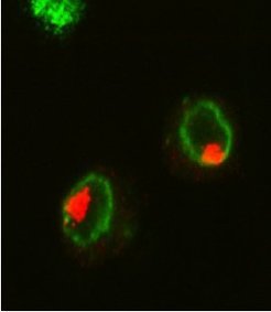 Order in the nucleus: red: staining of the MSL complex that bind the X chromosome, green: nuclear periphery.
