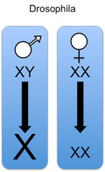 In male Drosophilas, the gene expression of the single X Chromosome is upregulated to get equal levels with female individuals.
