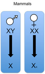 In female mammals, one of the two X chromosomes is silenced. The MSL homologue, however, seems to play an important role in embryonic development and cancer.