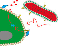 <p>Bacterial cell walls contain lipopolysaccharides (LPS, here black/yellow). LPS can act as endotoxins and attack body cells. However, LPS are detectable by cells of the immune system through specific receptors (here blue) and initiate the release of inflammatory cytokines (red) that lead to bacterial destruction.</p>