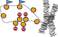 DNA is wrapped around proteins called histones. These histones can be epigenetically modified and thus influence gene activity. Methylation (Me) leads to condensation of the DNA and thus to reduction of gene activity. Acetylation (Ac) causes the opposite effect.