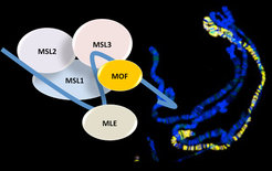 Der MSL-Komplex bei Drosophila, bestehend aus zwei nicht-kodierenden RNAs und fünf Proteinen, ist ein Schlüsselfaktor in der männlichen Dosiskompensation.