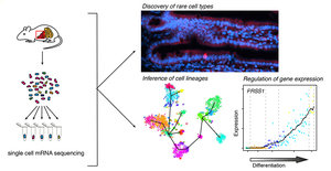 <p><strong>Fig. 2</strong> Single cell mRNA sequencing is performed on randomly sampled cells from an organ to discover cell types and infer lineage trees. Mechanistic models of gene regulation during differentiation can be derived from these data.</p>