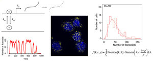 <strong>Fig. 3</strong> Genes can be transcribed in bursts leading to substantial variability across cells. This variability can be investigated with single cell sequencing or imaging based techniques to derive models for the regulation of gene expression noise.