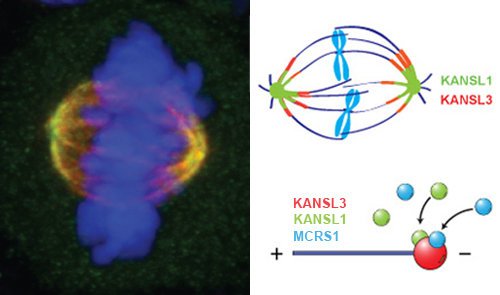 <strong>Fig 2:</strong> KANSL proteins, how NSL proteins are called in mammals, localize to the poles of the mitotic spinde. <br /><br /><strong>Left </strong><span><strong>panel:</strong> Immuno</span><span>fl</span><span>uorescence of the mitotic spindle. KANSL3 is shown in green, tubulin in red and DNA in blue. Overlaps between red and green appears as yellow. <br /><br /><strong>Right Panel:</strong> Schematic representation of KANSL proteins on the mitotic spindle (upper half) and microbules. </span>