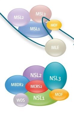 <p><strong>Figure 1:</strong> MOF histone acetyl transferase is part of two distinct multiprotein complexes <br /><br /><strong>Upper Panel:</strong> The Male-Specific-Lethal (MSL) complex in Drosophila, consisting of two non-coding RNAs and five proteins, is a key factor in regulation of the X chromosome by the process of dosage compensation. <br /><br /><strong>Lower Panel:</strong> The Non-Specific-Lethal (NSL) Complex binds to all chromosomes. It is enriched on promoter regions and is involved in the regulation of many housekeeping genes in Drosophila.</p>