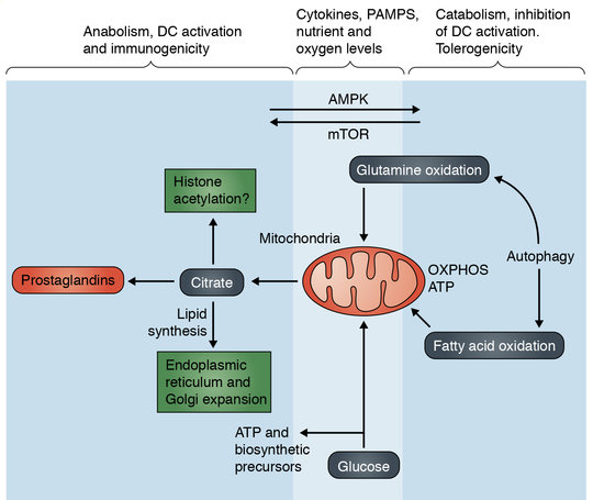 <strong>Anabolic metabolism vs catabolic metabolism and the control of dendritic cell immunogenicity vs. tolerogenicity.</strong> PRR agonists, cytokines and nutrient and O2 levels can influence the balance of anabolic to catabolic metabolism, as shown. mTOR and AMPK are important regulators of this metabolic balance and their activation states are highly responsive to a broad array of intracelllar and extracellular signals. Glycolysis coupled to the TCA cycle and citrate export from mitochondria supports an array of biosynthetic processes that are critical for DC activation. In contrast, autophagy and the oxidation of fatty acids and glutamine can create a state in which DCs are tolerogenic.