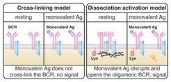 <p><strong>The two models of receptor activation in B cells at a glance</strong></p>
<p><strong>Left:</strong> The cross-linking model does not explain how cross-linking activates the B-cell receptors after the binding of monovalent antigens.</p>
<p><strong>Right:</strong> The dissociation-activation model by Yang and Reth (2010) assumes that after binding of monovalent antigens, a specific arrangement of B-cell receptors is disrupted and leads to the opening and activation of the receptor. The study by Volkmann et al. (2016) also concluded that the opening of the receptor by monovalent antibody fragments requires the presence and activity of the protein Lyn.</p>