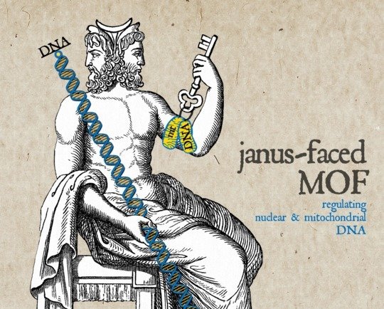 <strong>Figure 1</strong> In ancient Roman myth the god Janus was usually represented seated, with two heads. He is commonly known as a symbol of the duality in eternal laws.