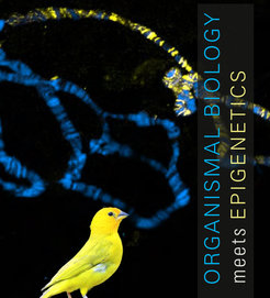 <p>Max Planck Symposium on “Organismal Biology meets Epigenetics” – June 19-20, 2017 in the Harnack-Haus, Berlin</p>