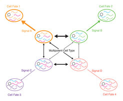<strong>Fig. 1</strong> Model of stem cell differentiation. A multipotent cell is defined as an ensemble of metastable states. Transitions between these states are possible, until a cell commits to a terminal fate in response to a stochastic gene expression fluctuation or an external signal.