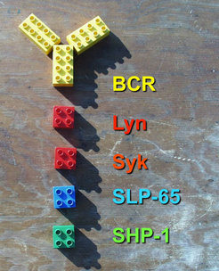 To reach a more profound understanding of the mechanistic aspects of the initiation and processing of signals from the BCR we have chosen a synthetic biology approach. This involves the transient coexpression of the BCR together with its signaling components (the kinases Syk and Lyn, the adaptor SLP-65 and the phosphatase SHP-1) in the evolutionary distant environment of the S2 Drosophila cell. With this rebuilding approach we have for example learned that signaling from the BCR is controlled by a kinase/phosphatase equilibrium.