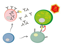 T cells and B cells derive from the same stem cell. B cells generate antibodies that attack the pathogen. T cells identify infected body cells and initiate their cell death.