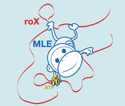 Like a monkey that grabs a liana, a protein grabs a strand of non-coding RNA both in an energy independent and an energy dependent (banana) way. This is a central mechanism in dosis compensation and chromatin regulation.