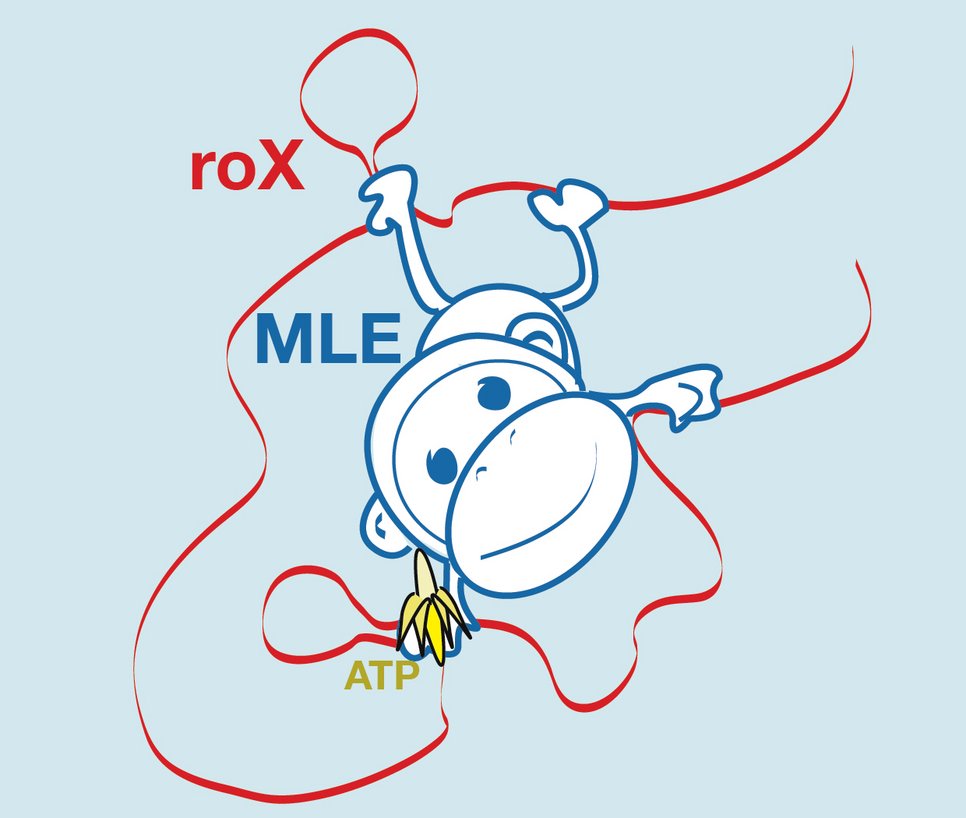 Like a monkey that grabs a liana, a protein grabs a strand of non-coding RNA both in an energy independent and an energy dependent (banana) way. This is a central mechanism in dosis compensation and chromatin regulation.