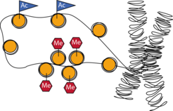 DNA is wrapped around proteins called histones. These histones can be epigenetically modified and thus influence gene activity. Methylation (Me) leads to condensation of the DNA and thus to reduction of gene activity. Acetylation (Ac) causes the opposite effect.