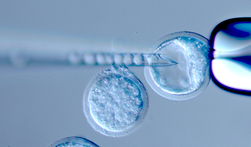 Stem cell extraction from a mouse blastocyst.