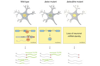 Mechanismen alternativer RNA-Prozessierung in Neuronen