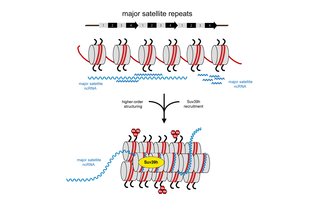 MSR repeat RNA organize a heterochromatic RNA-nucleosome scaffold