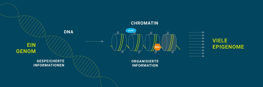 Fokus Epigenetik Fokus Epigenetik