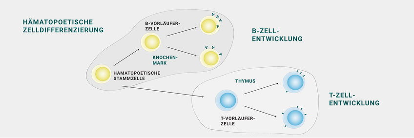 Fokus Immunbiologie Fokus Immunbiologie