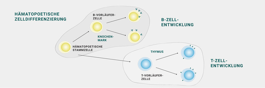 Fokus Immunbiologie