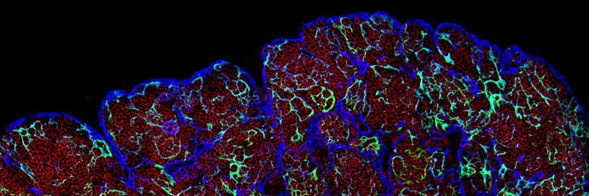 Entwicklung des Immunsystems Entwicklung des Immunsystems