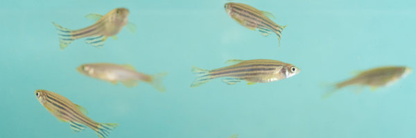 Fischeinheit Fischeinheit