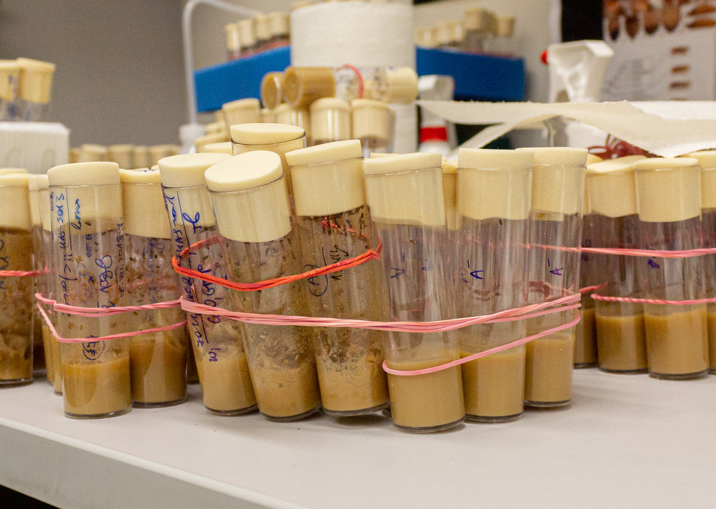 Die Fruchtfliege <em>Drosophila </em>ist einer der am besten charakterisierten mehrzelligen Organismen überhaupt. In den mehr als 100 Jahren...