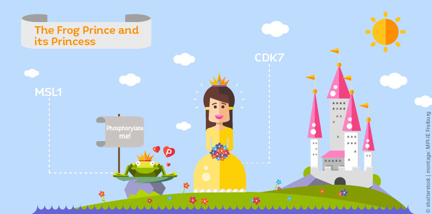 <p>Fig. 1: The secret double life of the Frog Prince: The MSL1 Frog Prince is waiting patiently for a CDK7 enzyme princess to transform him into a prince. The power of the phosphorylating kiss of the CDK7 princess transforms the MSL1 prince into a different form that gives him broader abilities in chromosome-wide gene regulation.</p>