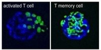<strong>Shapes of mitochondria in an activated T cell and memory T cell.</strong> Pictures of cells taken by a special confocal microscope showing that an activated T cell and a memory T cell possess distinct mitochondrial morphologies (shown in green). Activated T cells possess individual, rounded mitochondria, while T memory cells maintain tubular mitochondria organized into fused networks.