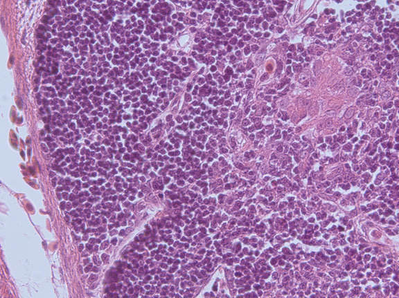 A histological section of thymus tissue of a young shark shows that the organ structure is essentially unchanged since about 500 million years.