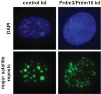 Figure 2: Impaired Prdm3/Prdm16 function disintegrates heterochromatic foci. DNA-FISH for major satellite repeats in wild-type iMEF cells upon control and Prdm3/Prdm16 double knock-down. DNA is shown in blue and DNA FISH signals in green.