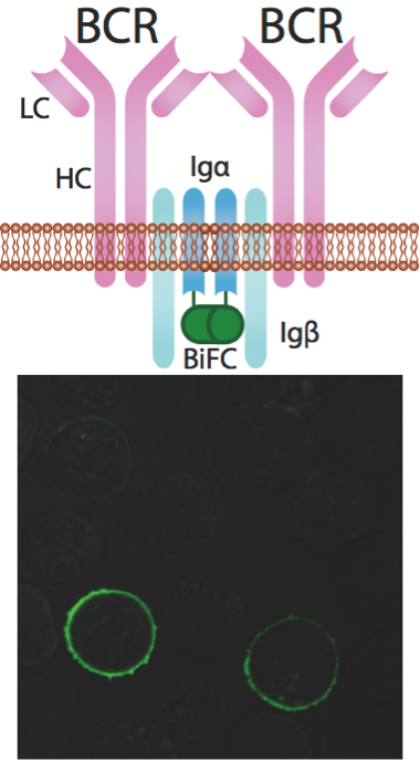 Upper panel: The schematic drawing shows how the oligomerization of BCR can be monitored by bifluorescent complementation (BiFC) between Igα subunits fused with half domains of fluorescent proteins. Lower panel: BiFC signals are detected on the surface of B cells expressing BCRs containing the tagged Igα subunits by confocal microscopy.
