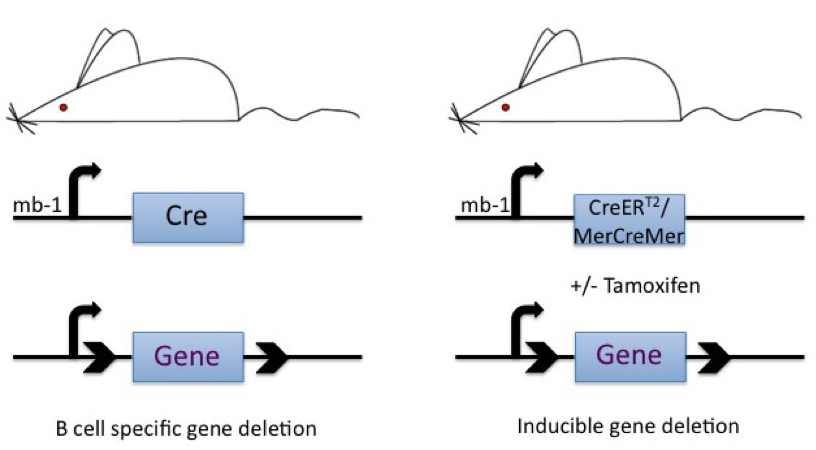 studying b cell survival and function with the cre loxp technique cre lox
