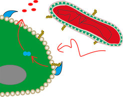 Bakterielle Zellwände enthalten Lipopolysaccharide (LPS, hier Schwarz/Gelb). LPS kann als Endotoxin fungieren und Körperzellen angreifen. LPS können jedoch von Zellen des Immunsystems durch spezifische Rezeptoren (hier blau) erkannt werden, was die Ausschüttung entzündungsfördernder Zytokine zur Folge hat, die wiederum die Bakterien zerstören.