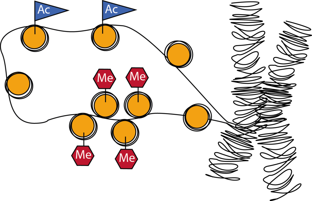 DNA is wrapped around proteins called histones. These histones can be epigenetically modified and thus influence gene activity. Methylation (Me) leads to condensation of the DNA and thus to reduction of gene activity. Acetylation (Ac) causes the opposite effect.