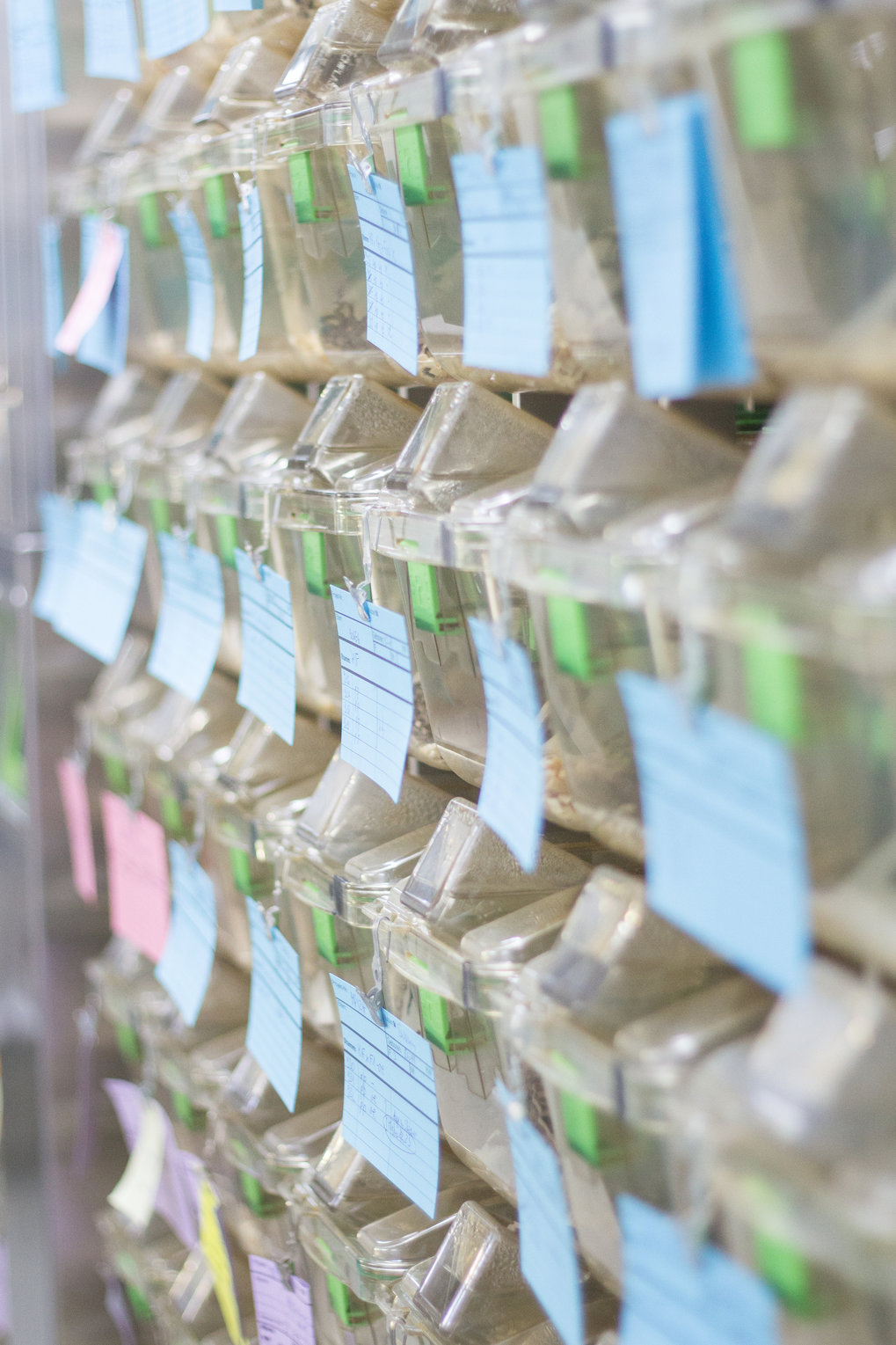 The animal facility guarantees the highest level of maintenance standards and research opportunities.