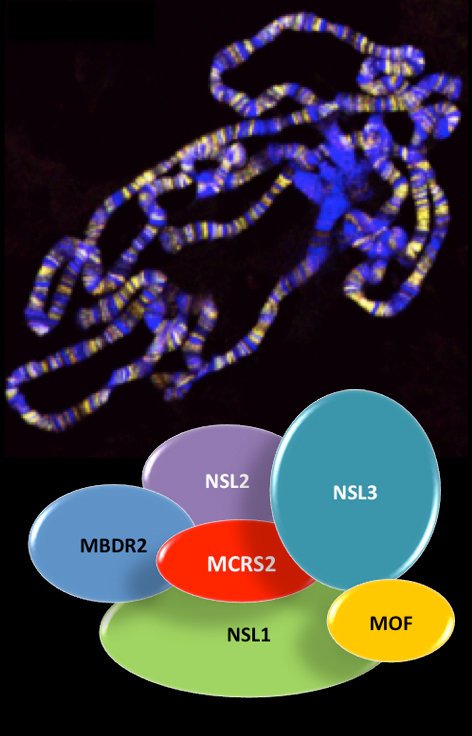 Der Non-Specific-Lethal (NSL)-Komplex bindet an alle Chromosomen. Er ist angereichert an Promotor-Regionen und ist an der Regulation vieler ‚Housekeeping’-Gene in Drosophila beteiligt.