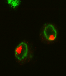 Order in the nucleus: red: staining of the MSL complex that bind the X chromosome, green: nuclear periphery.
