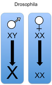 In männlichen Drosophila-Fliegen wird die Genexpression des einzigen X-Chromosoms verdoppelt, so dass es mit dem von weiblichen Fliegen (mit zwei X-Chromosomen) übereinstimmt.