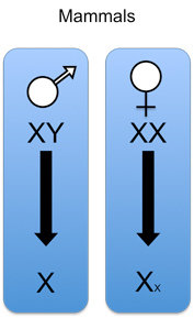 In weiblichen Säugern wird eines von zwei X-Chromosomen stillgelegt. Das MSL-Homolog scheint eine entscheidende Rolle in der Embryonalentwicklung und bei Krebs zu spielen.