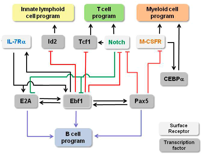 Schematic representation of the regulatory network in which the transcription factor EBF1 acts.
