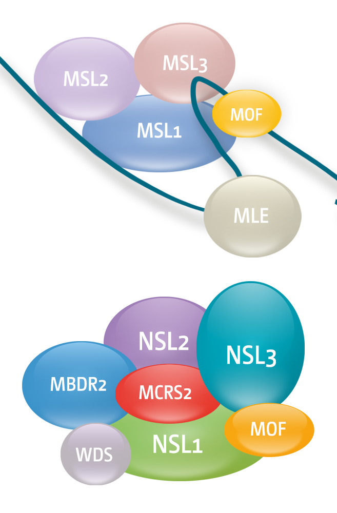Figure 1: MOF histone acetyl transferase is part of two distinct multiprotein complexes Upper Panel: The Male-Specific-Lethal (MSL) complex in Drosophila, consisting of two non-coding RNAs and five proteins, is a key factor in regulation of the X chromosome by the process of dosage compensation. Lower Panel: The Non-Specific-Lethal (NSL) Complex binds to all chromosomes. It is enriched on promoter regions and is involved in the regulation of many housekeeping genes in Drosophila.