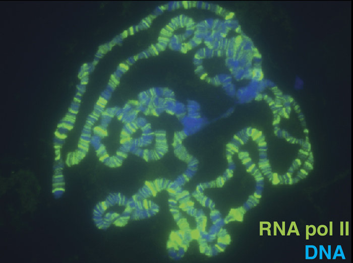 RNA Polymerase II ist die Maschinerie, die die meisten kodierenden Gene transkribiert. Hier wird sichtbar, dass sie an individuelle Gene bindet (bei polytänen Drosophila-Chromosomen als Banden erkennbar). Wie die Aktivität dieser Maschinerie an jedem einzelnen Promotor der Zelle reguliert wird, ist heutzutage eine der großen Fragen in der Biologie. Wir konzentrieren uns auf die Proteostase der Chromatin-Faktoren, die die Aktivität der RNA pol II regulieren.
