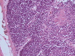 Der histologische Schnitt durch das Thymus-Gewebe eines jungen Hais zeigt, dass die Organstruktur seit etwa 500 Millionen Jahren weitgehend unverändert geblieben ist.