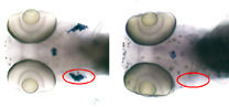 Thymozyten-Entwicklung in Wildtyp (links) und genetisch verändertem Fisch (rechts), dargestellt durch RNA-in-situ-Hybridisierung. Der Thymus ist rot markiert.