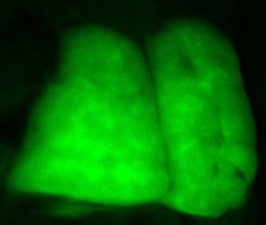 Makroskopische Darstellung eines embryonalen Mausthymus. Die Fluoreszenz stammt vom epithelialen Bestandteil.