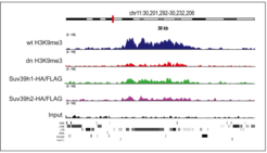 Suv39h-Enzyme regulieren Retrotransposons in ESCs von Mäusen; ChIP-Seq-Analysen für H3K9me3 in Wildtyp und Suv39h dn ESCs und für Suv39h-Enzyme in Suv39h1- und Suv39h2-HA/FLAG knock-in ESCs. Gezeigt ist eine repräsentative Region von 30 kb auf Chromosom 11, welche mehrere LINE- und ERV-Elemente enthält.